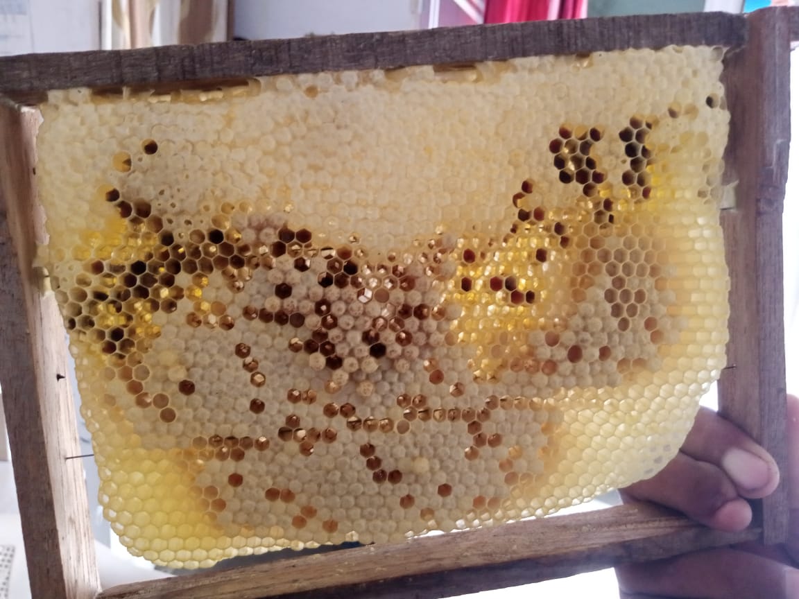 Bee Colonies